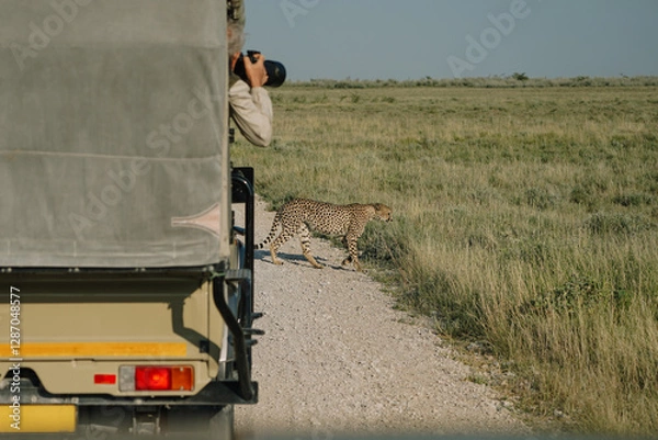 Obraz Male leopard crossing the road in front of photographer in Etosha national park in Namibia