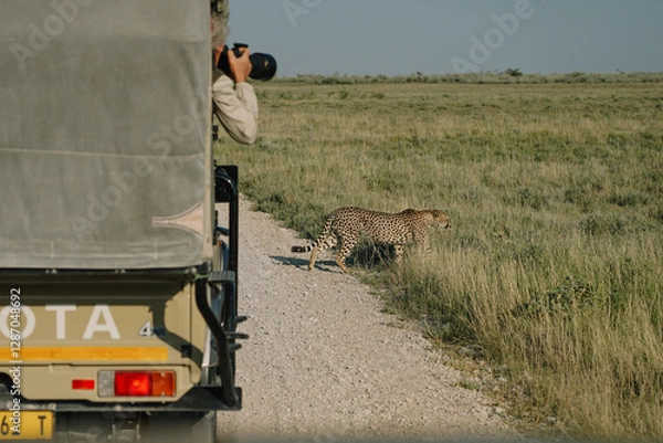 Fototapeta Male leopard crossing the road in front of photographer in Etosha national park in Namibia
