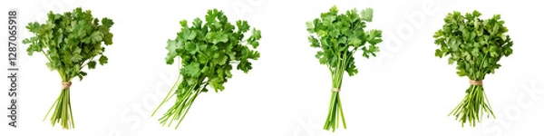 Fototapeta Fresh bunches of cilantro ready for culinary use or garnishing dishes and salads.