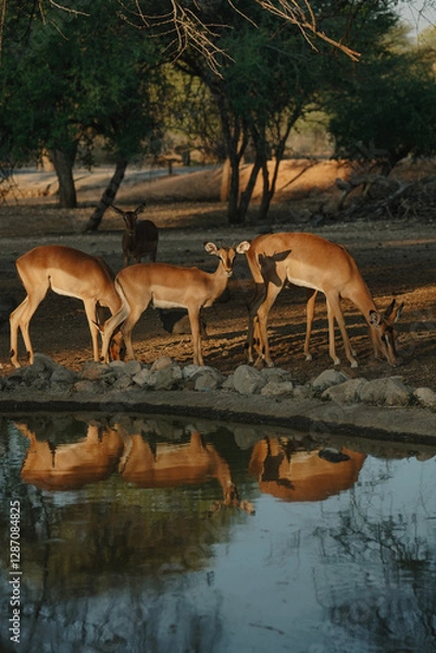 Obraz Impala antelopes at sunset light in Namibia
