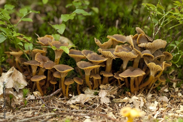 Obraz Craterellus tubaeformis