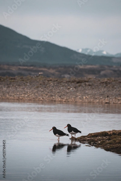 Fototapeta Magellanic oystercatcher or southern oystercatcher. A species of charadriform bird of the Haematopodidae family that lives on the marine coasts and lagoons of Patagonia.