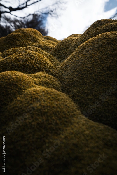 Fototapeta Green bush in the city of Ushuaia. Azorella compacta, commonly known as llareta or yareta.