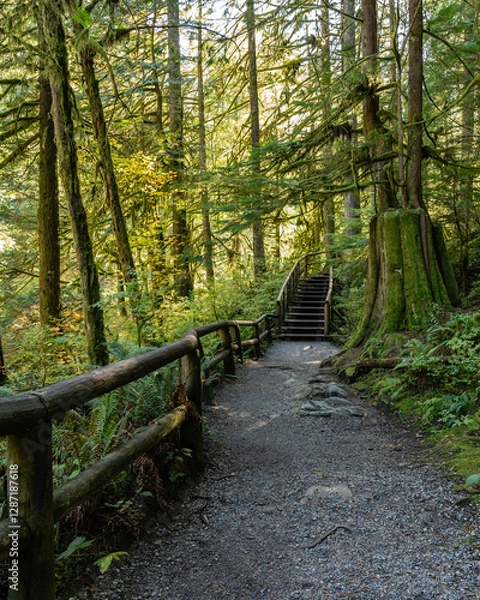 Fototapeta Tropical trees and moss forest in west Canada in October