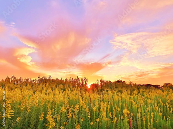 Obraz 背高泡立草のある夕景
