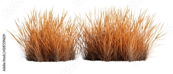 Fototapeta Lush, orange grass clumps display intricate textures and varying heights, resembling natural vegetation in a vibrant yet stylized form. isolated on white background.