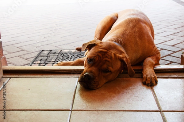 Fototapeta Big sad red dog lying on doorstep of entrance door that wants to enter but is not allowed in the house or that wants to have a walk but owner has no time for it.