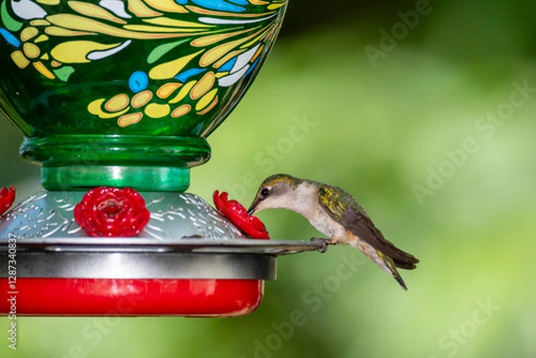 Obraz Female Ruby-throated Hummingbird eating from a bird feeder.