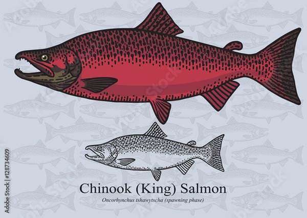 Fototapeta Chinook (King) Salmon (faza tarła). Ilustracja wektorowa dla grafiki w małych rozmiarach. Nadaje się do projektowania graficznego i projektowania opakowań, przykładów edukacyjnych, stron internetowych itp.