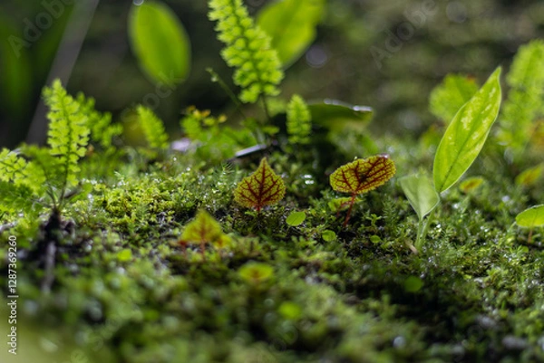 Obraz green moss on the ground