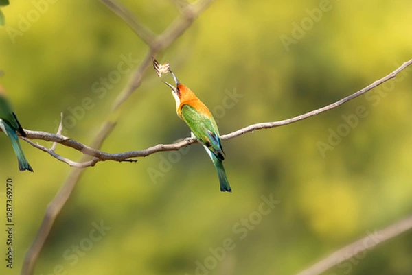 Obraz bee eater bird