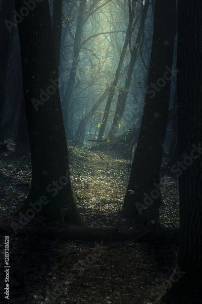 Fototapeta Beautiful clearing in the woods