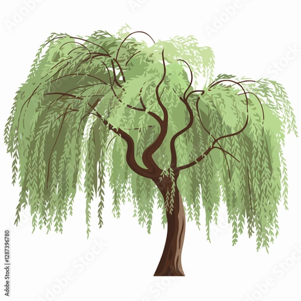 Fototapeta A Flat-Style willow tree on a Plain White Background
