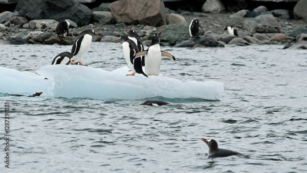 Obraz Gentoo penguins vie for space on a small iceberg off Danco Island, Antarctica.