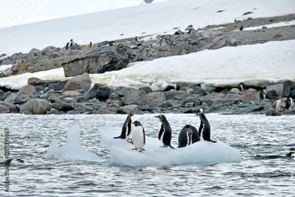 Obraz Gentoo penguins congregate on a small iceberg in Antarctica.