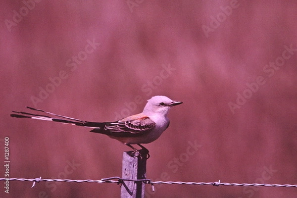 Obraz scissor-tailed flycatcher
