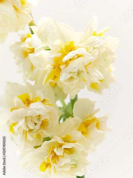 Fototapeta 白い八重咲きのスイセンの花narcissus