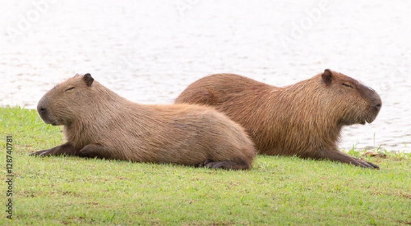 Obraz Two capybaras sleeping together, side by side, in the sun with eyes closed