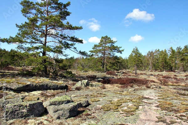 Obraz Springtime landscape with rock and pine trees in Teijo, Finland.
