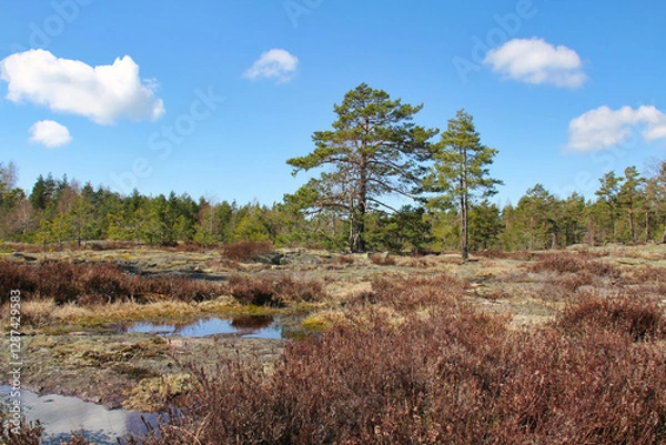 Obraz Natural landscape of rocks, forest and heather in Teijo, Finland.