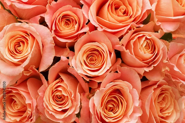Obraz Roses as a background