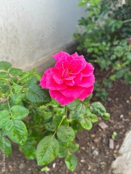 Fototapeta Side-View of a Fully Opened Vivid Pink Rose in Bloom