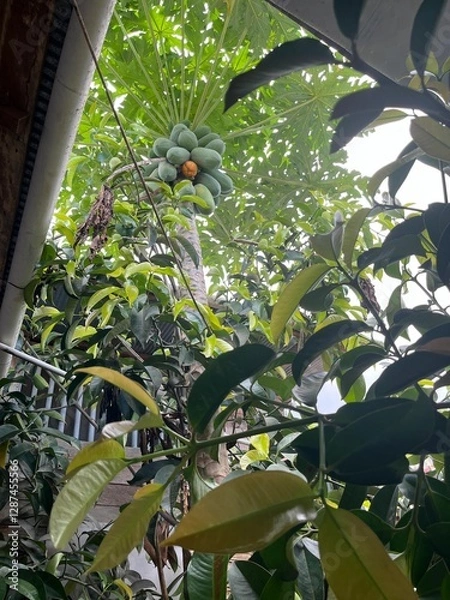 Fototapeta Papaya Tree with Ripe and Raw Papayas – Bottom View Perspective