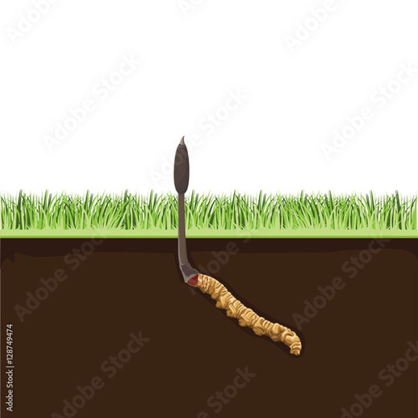 Obraz Vector illustration with a Cordyceps Sinensis herbs.