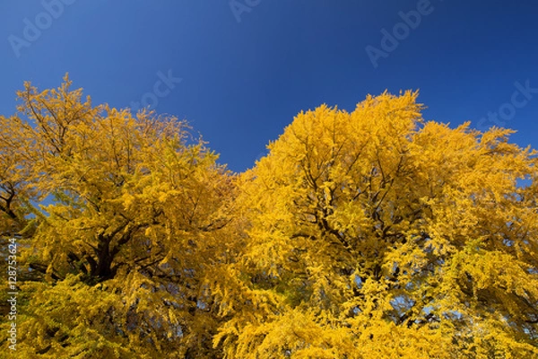 Fototapeta 黄葉したイチョウ
