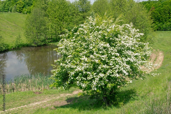 Fototapeta A lush Crataegus monogyna tree covered in white blossoms stands beside a calm pond, surrounded by greenery and a dirt path.