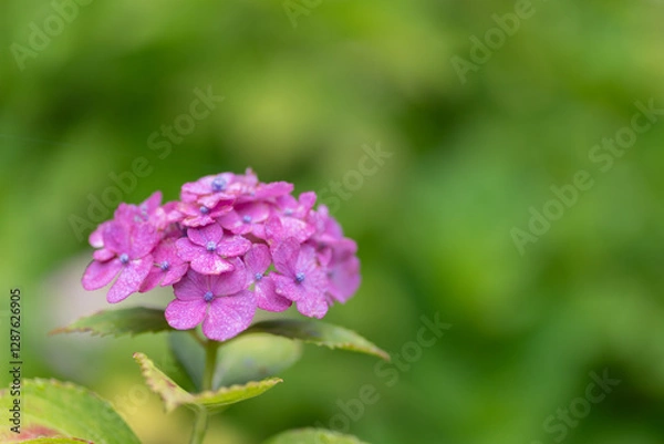 Obraz 雨に濡れたアジサイをマクロレンズで撮影