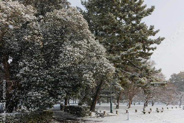 Obraz trees in snow
