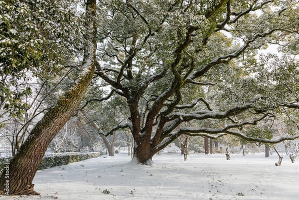 Obraz trees in snow