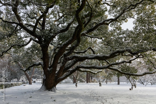 Obraz trees in snow