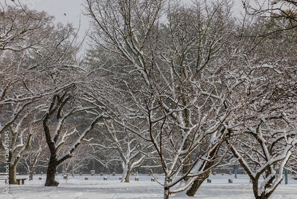 Obraz trees in winter