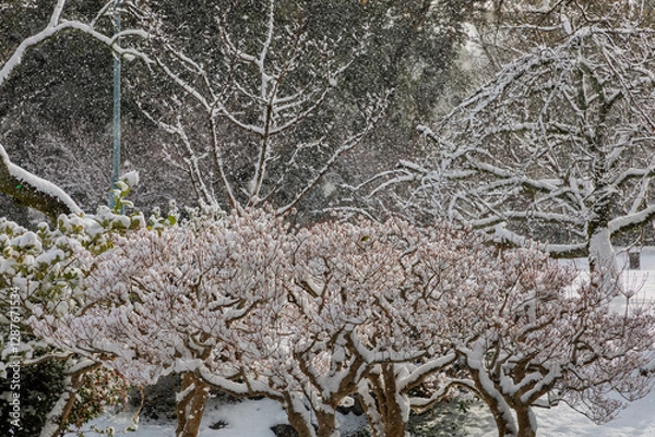 Obraz snow covered tree