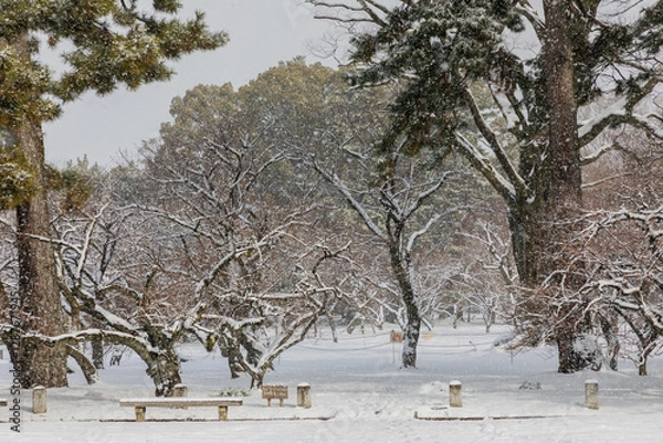 Obraz trees in the snow