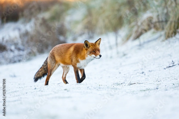 Obraz red fox in a winter setting