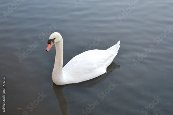 Obraz swan on lake 