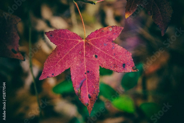 Fototapeta Solo Red Leaf