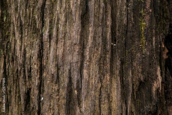 Fototapeta Tree Texture