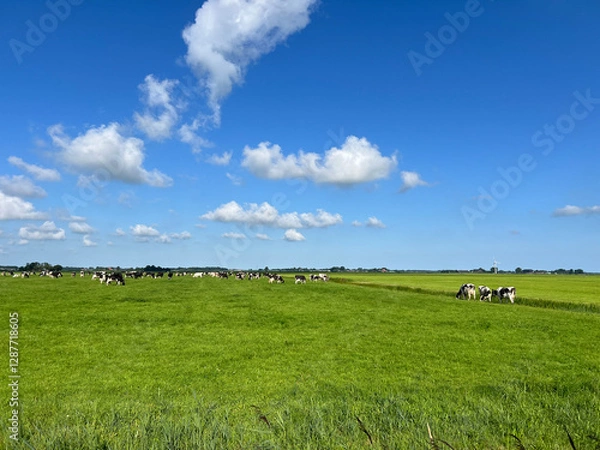 Fototapeta Cows in the meadow around Lekkum