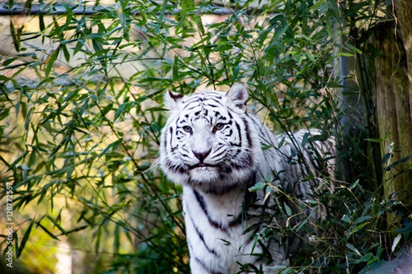 Obraz White tiger
