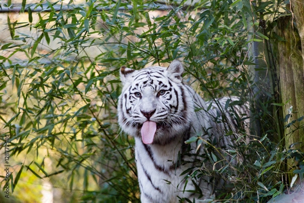 Obraz White tiger