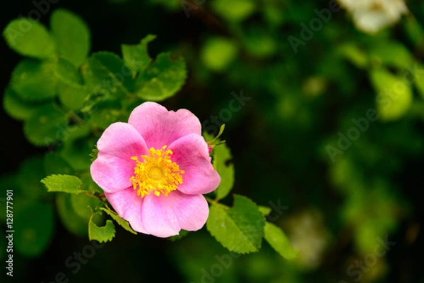 Obraz Simple Wild Rose