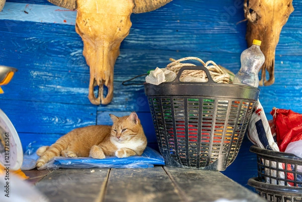 Obraz A ginger cat chilling at a farm. Skulls of cows on the wall in the background
