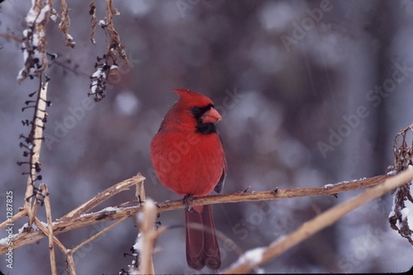 Obraz northern cardinal winter