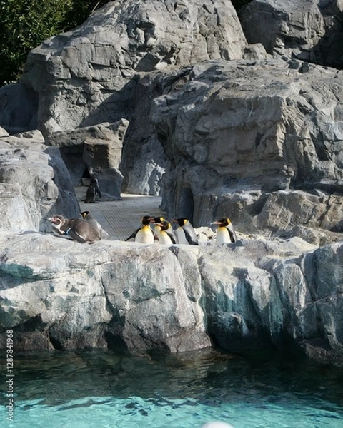 Obraz 水族館で飼育されているペンギン