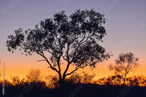 Fototapeta Australian outback landscape with remarkable trees at the end of the day