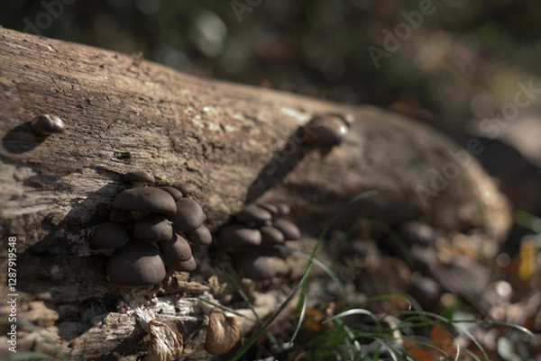 Fototapeta 倒木に生えた茶色いキノコ
